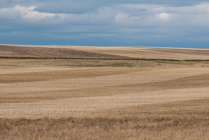 montana plains